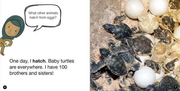 My Life Cycle - 8 Titles  (Paperback)