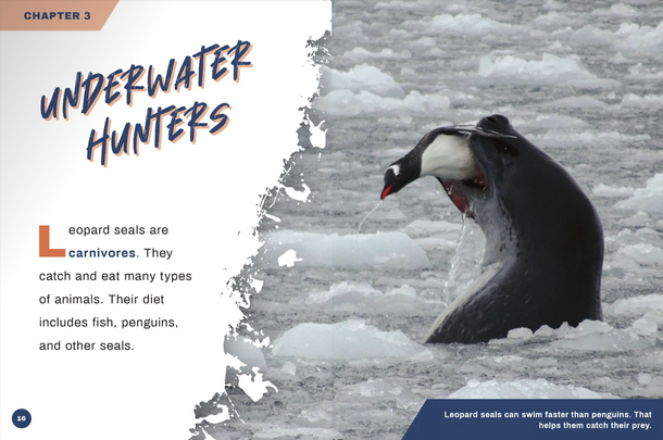 Predators: Leopard Seals (Paperback)