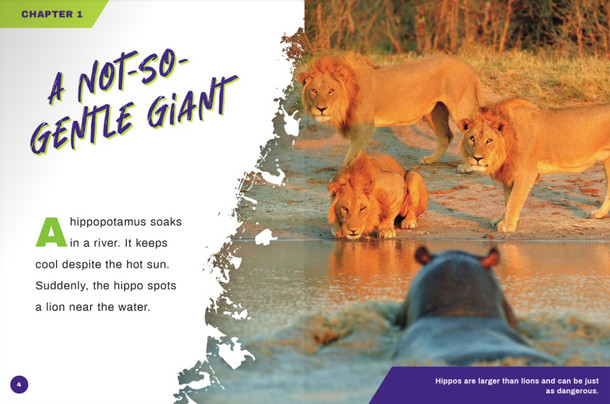 Deadliest Animals: Hippopotamus (Paperback)