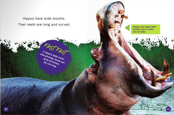 Deadliest Animals: Hippopotamus (Paperback)