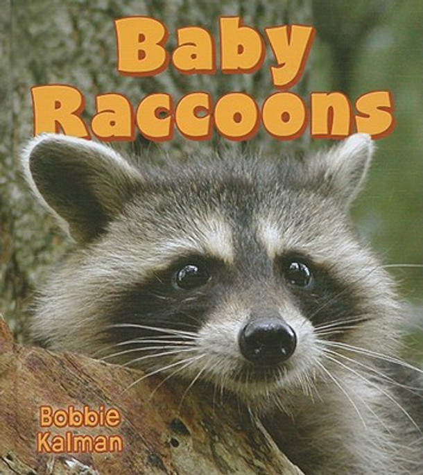 Baby Raccoons (Hardcover)