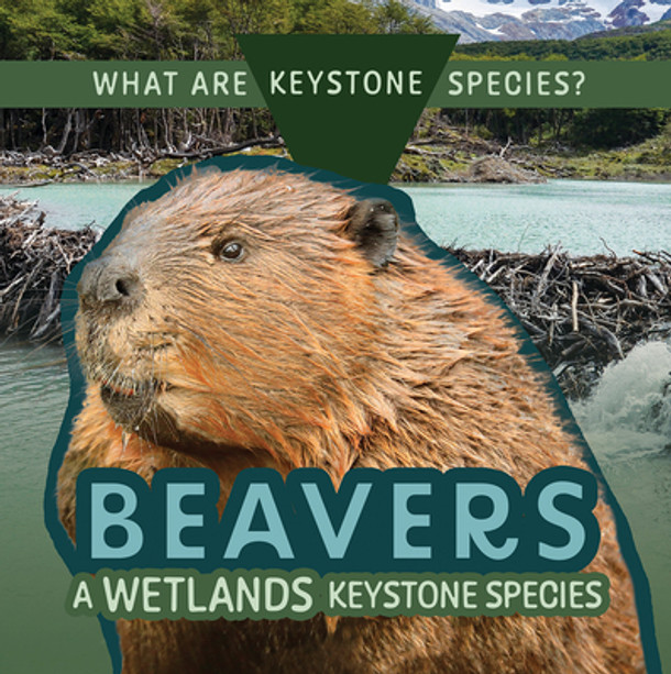 Beavers: A Wetlands Keystone Species (Library Binding)
