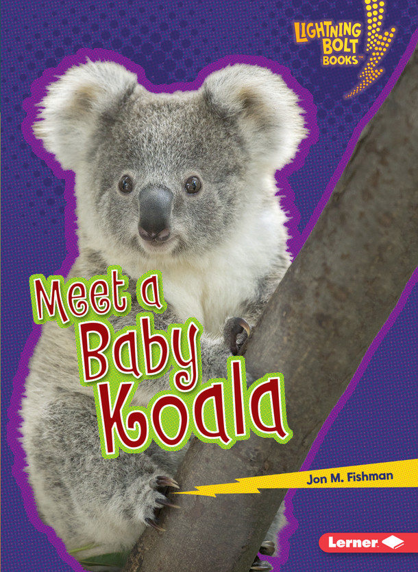 Meet a Baby Koala (Paperback)