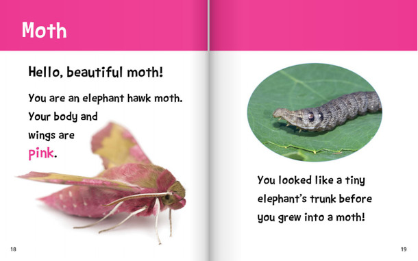 Hello, Beautiful! Colorful Animals (Hardcover)