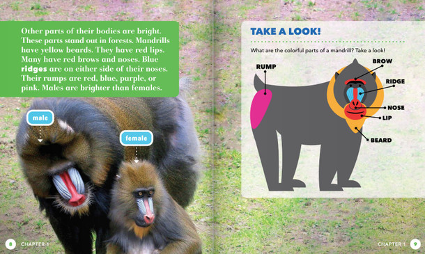 Science Behind the Colors: Mandrills (Hardcover)