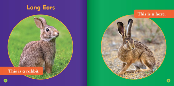 Spot the Differences: Rabbit or Hare? (Hardcover)