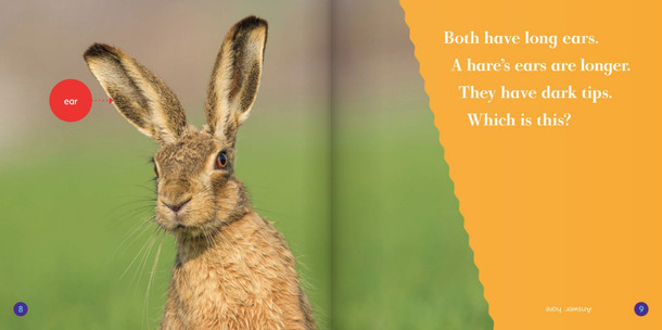Spot the Differences: Rabbit or Hare? (Hardcover)