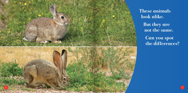 Spot the Differences: Rabbit or Hare? (Hardcover)