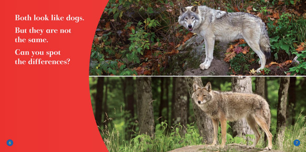 Spot the Differences: Wolf or Coyote? (Hardcover)