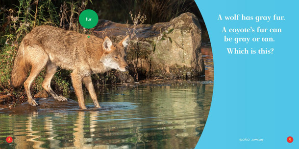 Spot the Differences: Wolf or Coyote? (Hardcover)