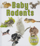 Baby Rodents (Hardcover)