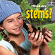 What Are Stems? (Paperback)