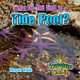 What Do You Find in a Tide Pool? (Paperback)