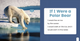If I Were an Animal: If I Were A Polar Bear (Paperback)