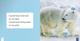 If I Were an Animal: If I Were A Polar Bear (Paperback)