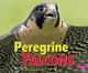 Peregrine Falcons (Paperback)