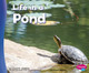 Life in a Pond (Paperback)