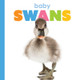 Baby Swans (Library Binding)