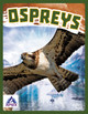 Birds of Prey: Ospreys (Hardcover)
