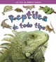 Reptiles de Todo Tipo (Reptiles of All Kinds) (Paperback)