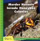Murder Hornets Invade Honeybee Colonies (Paperback)