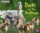 Ducks and Their Ducklings: A 4D Book (Hardcover)