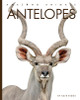 Amazing Animals: Antelopes (Paperback)