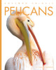 Amazing Animals: Pelicans (Hardcover)