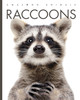 Amazing Animals: Raccoons (Hardcover)