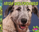 Irish Wolfhounds (Hardcover)