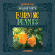 Spicy and Burning Plants (Paperback)
