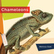 Living Wild: Chameleons (Hardcover)