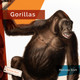 Living Wild: Gorillas (Hardcover)