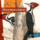 Living Wild: Woodpeckers (Paperback)