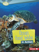 Ocean Food Webs in Action (Paperback)