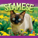 Our Favorite Cats: Siamese (Hardcover)