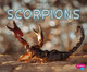 Scorpions (Hardcover)