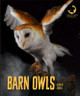 Barn Owls (Paperback)