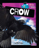 Crow (Hardcover)