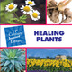 21st Century Junior Library: Healing Plants (Library binding)