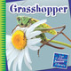 21st Century Junior Library: Grasshopper (Paperback)