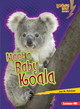 Meet a Baby Koala (Paperback)