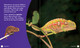 Science Behind the Colors: Chameleons (Hardcover)