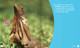 Science Behind the Colors: Frilled Lizards (Hardcover)