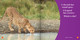 Spot the Differences: Cheetah or Leopard? (Hardcover)