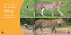 Spot the Differences: Cheetah or Leopard? (Hardcover)