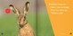 Spot the Differences: Rabbit or Hare? (Hardcover)