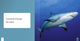 If I Were an Animal: If I Were A Shark (Paperback)