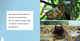 If I Were an Animal: If I Were A Sloth (Paperback)