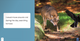If I Were an Animal: If I Were A Wolf (Paperback)